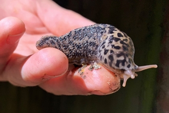 A person's hand holding a leopard slug