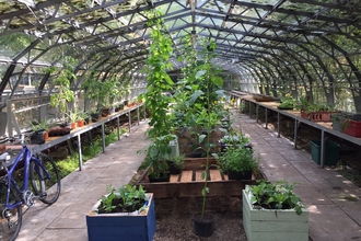 A view down a renovated greenhouse in Witton Park, where lush green vegetable plants are growing from wooden planters
