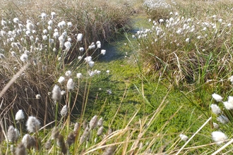 Peatland habitat with green sphagnum moss and white cotton-grass seed heads