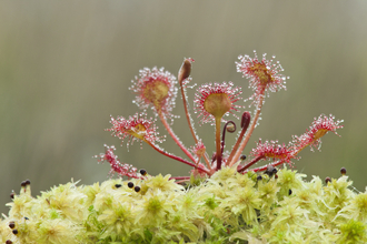 Green sphagnum moss with red round-leaved sundew