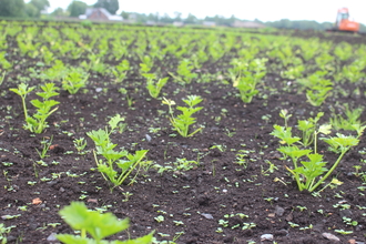 Small celery plugs planted in rows