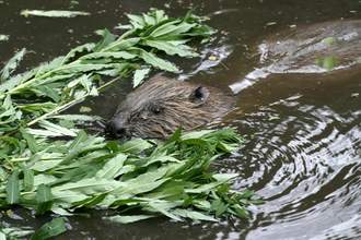 Beaver by Darin Smith