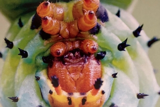 Face to face with a royal walnut moth caterpillar from North America