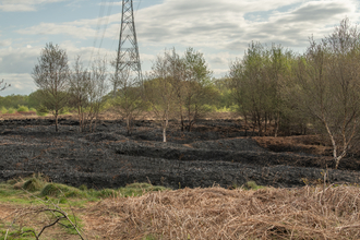 An area of vegetation scorched black by fire, surrounded by contrasting healthy grass and trees