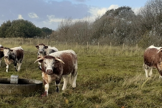 Longhorn cattle by Mike Cunningham