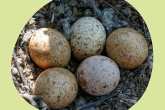A close up of 5 speckled brown and white bird eggs in a nest