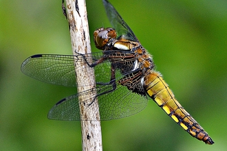 Male Broad Bodied Chaser