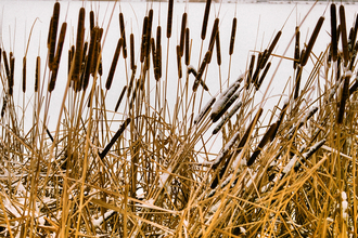 A selection of bulrushes with brown seed heads