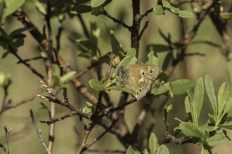 A large heath butterfly at Heysham Nature Reserve