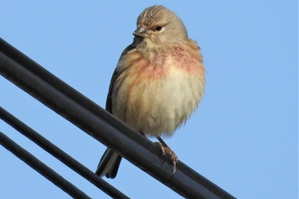 Linnet on wire by Dave Steel