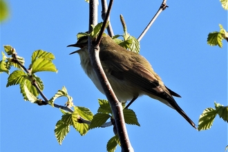 Willow warbler by Dave Steel