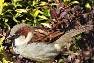 House sparrow by David Steel 2