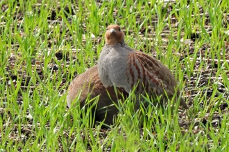 Grey partridge by Dave Steel
