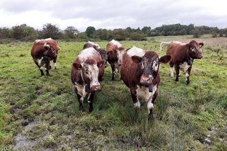 English Longhorn cattle at Cutacre Nature Reserve in September 2023.
