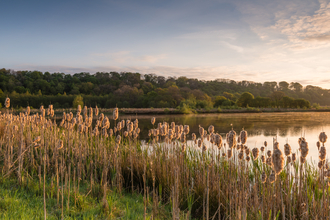 A view over the lake at Brockholes with reedbeds in the foreground and woodland in the background
