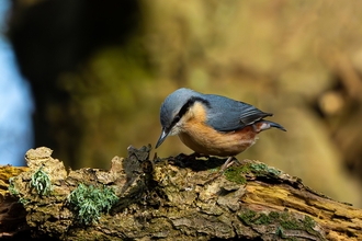 Nuthatch at Mere Sands Wood. Image by Liam Green