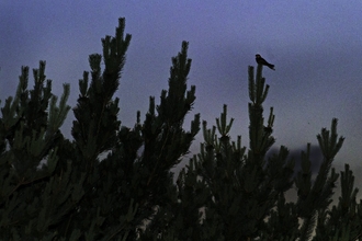 A nightjar perching on the top of a tree silhouetted against the dusk sky