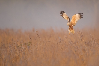 A marsh harrier hovering over a reedbed