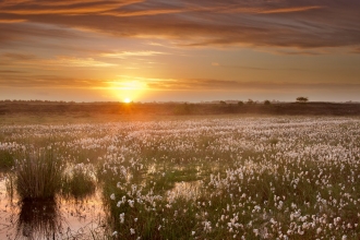 The sun rising over a healthy peat bog landscape in Ireland