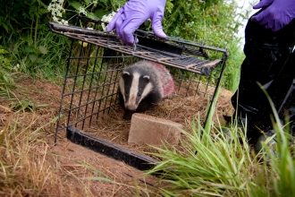 A vaccinated badger being released from a humane trap