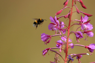 A bumblebee flying towards pink wildflowers to feed