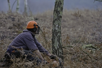 A woman wearing a safety helmet felling a tree on a heathland using a chainsaw