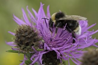 A vestal cuckoo bee drinking nectar from a knapweed flower