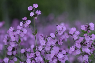A mass of red campion flowers