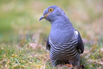 A cuckoo sitting on the ground and looking quizzically at the camera