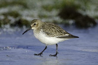 Dunlin in winter plumage walking across ice