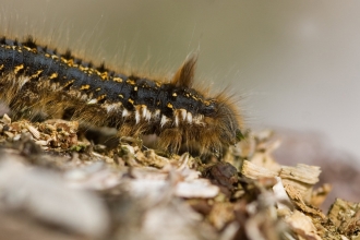 Close-up of a hairy drinker moth caterpillar
