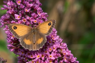 A gatekeeper butterfly resting on purple buddleia with its wings open