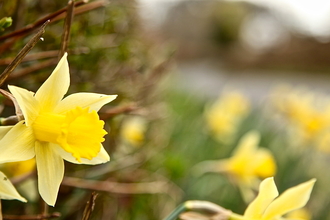 Daffodils on a road verge