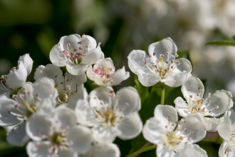 Close-up of white hawthorn blossom