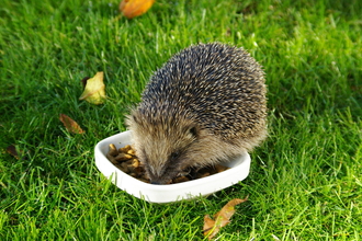 Hedgehog eating from shallow white dish on a lawn