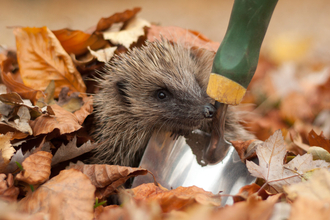 Hedgehog peering out from under autumn leaves next to garden trowel (captive, rescue animal)