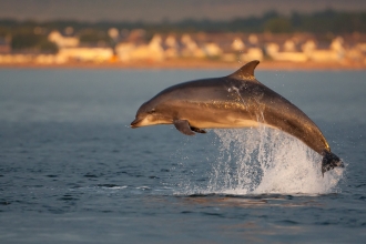 Bottlenose dolphin leaping from the sea