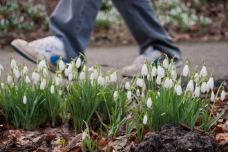 A man walking past clusters of snowdrops growing in a woodland