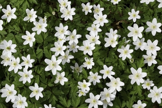 Looking down on a crop of wood anemone flowers