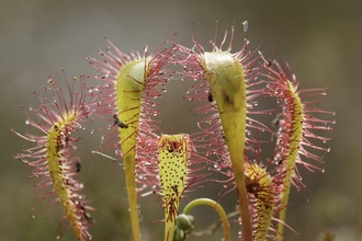 Orange and red greater sundew plant