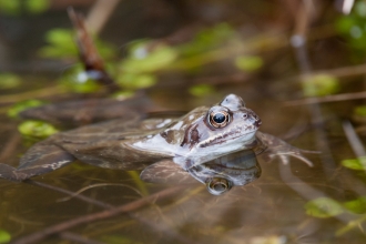 Common frog floating in a pond with pond plants