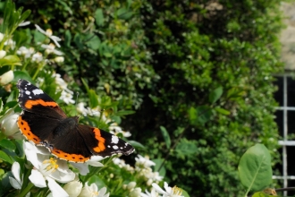 A red admiral butterfly resting on flowers in a garden