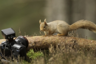 Red squirrel on a fallen trunk looking at a camera