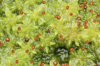 Close-up of waterlogged green sphagnum moss