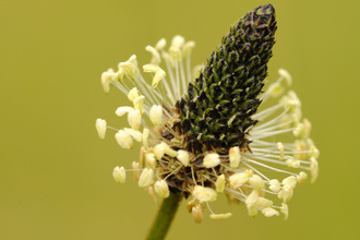 Close-up of the cone-like head of ribwort plantain with delicate white petals sticking out at all angles