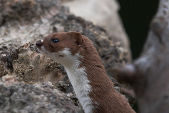 A weasel poking its head out from some rocks