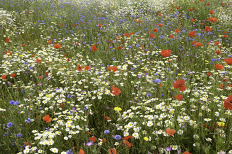 Wildflower meadow with red poppies, blue cornflowers and white daisies