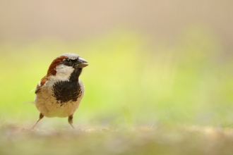 A house sparrow standing on the ground with green vegetation behind