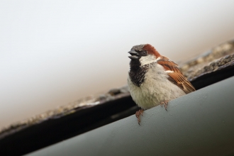 A male house sparrow singing from guttering in an urban garden