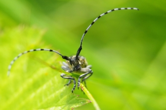Close-up of a golden-bloomed grey longhorn beetle standing on a leaf